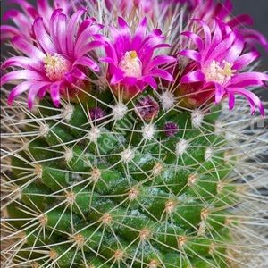 Meet your Posher, Yuvia